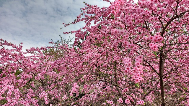 Free Pink Cherry photo and picture