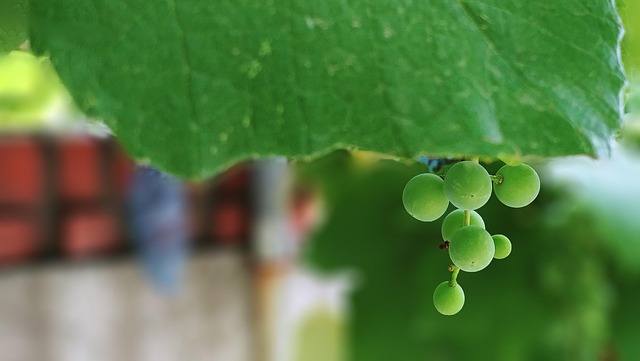 Grape Green Fruit Bunch Of - Free photo on Pixabay - Pixabay