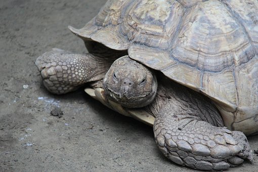 Free Tortoise Wildlife photo and picture