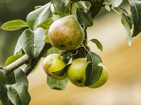 Free Pears Fruit photo and picture