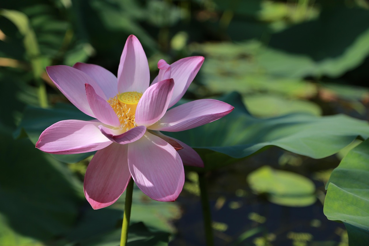300 + 무료 연잎 & 연꽃 이미지 - Pixabay