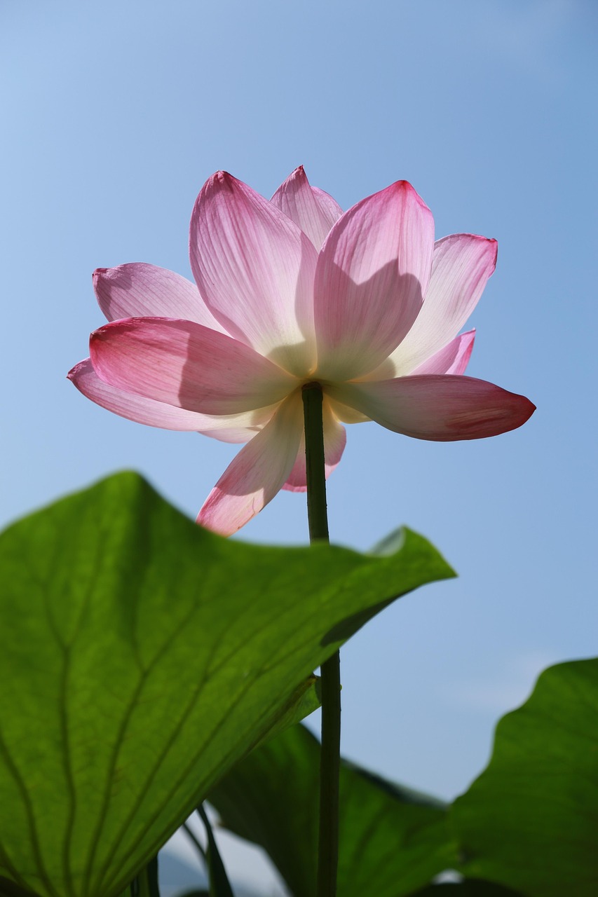 300 + 무료 연잎 & 연꽃 이미지 - Pixabay