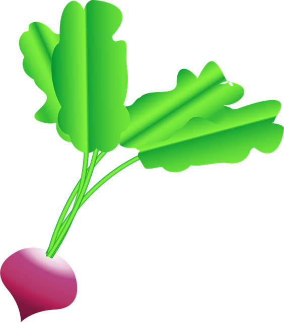 Download free HD stock image of Radish Beet Free radish beet beets vector