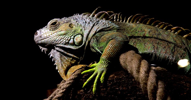 Free Lizard Iguana photo and picture