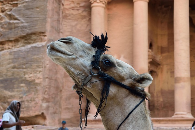 Free Animal Camel photo and picture