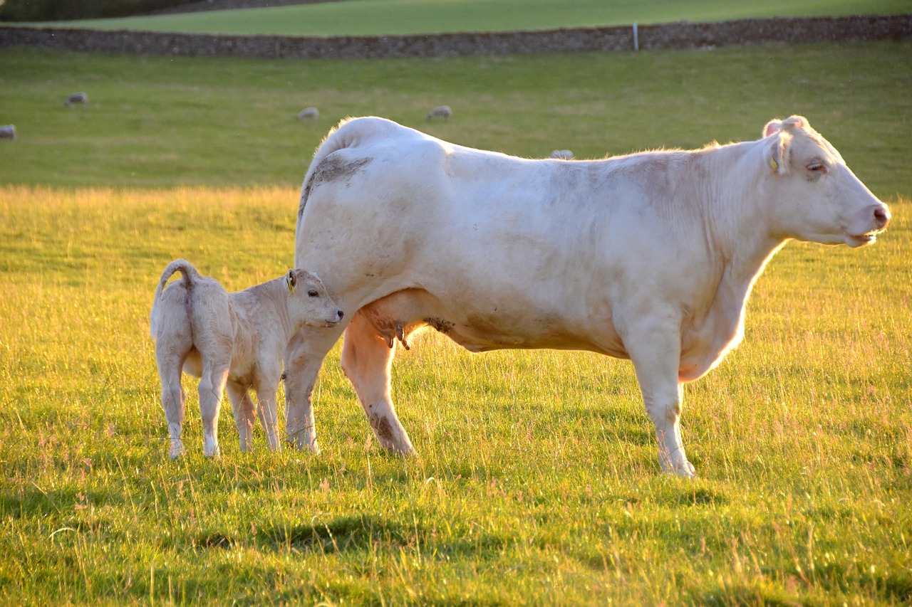 Cow - free online jigsaw puzzle photo