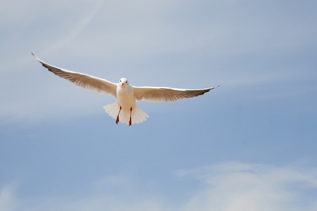 Möwe, Himmel, Vogel, Flug, Natur, Flügel