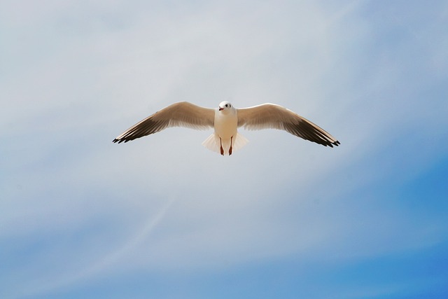 Möwe, Natur, Vögel, Flug, Freiheit, Meer