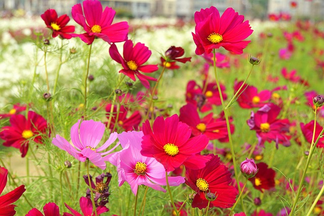 Free Flowers Sea Of Flowers photo and picture