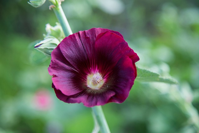 Malva, Blumen Hintergrund, Blume