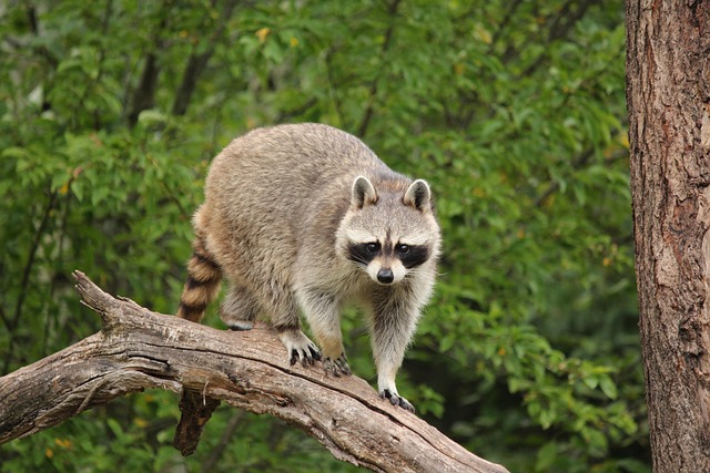 Más de 700 imágenes gratis de Mapache y Naturaleza - Pixabay