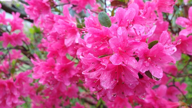 Free Rhododendron Azalea photo and picture