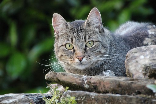 Kat I Haven, Kæledyr, Huskat, Makrel