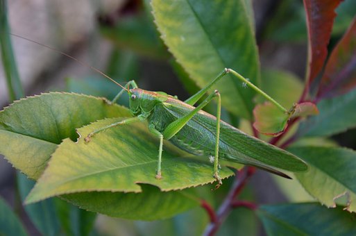 Free Nature Bug photo and picture