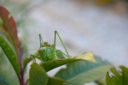 Free Nature Bug photo and picture