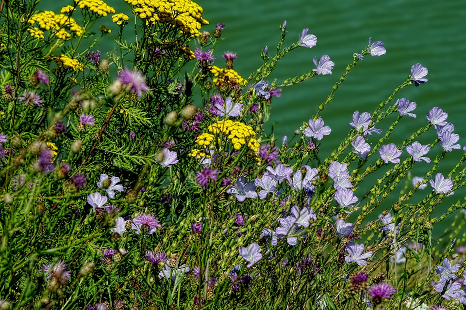 La Nature Les Plantes Fleurs Photo gratuite sur Pixabay Pixabay — free download
