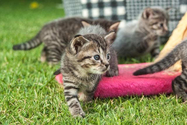 Free Cat Pet photo and picture