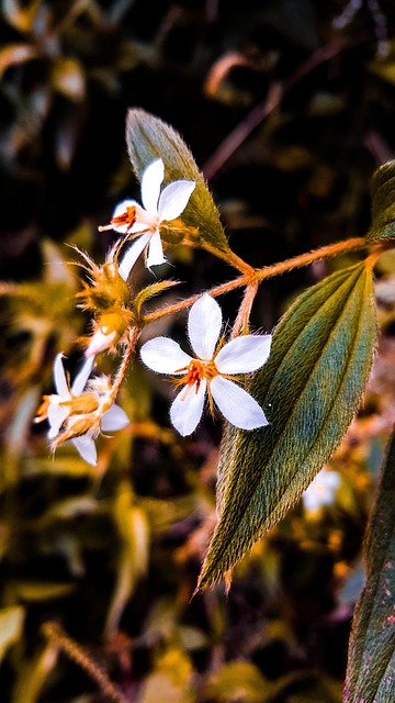 Free Flower Flowers photo and picture