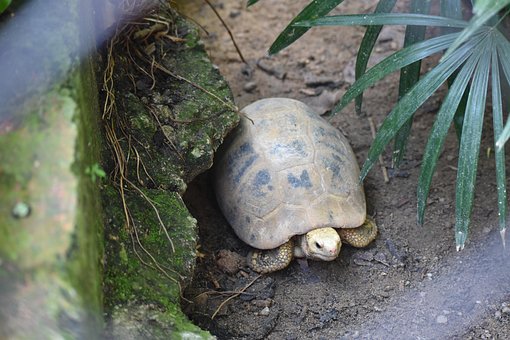 Free Tortoise Zoo photo and picture