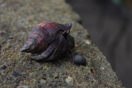 Free Hermit Crabs Hermit photo and picture