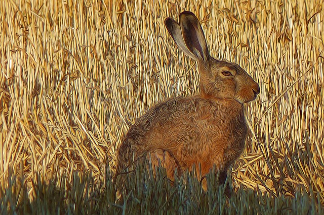 Free graphic photo painting rabbit illustration
