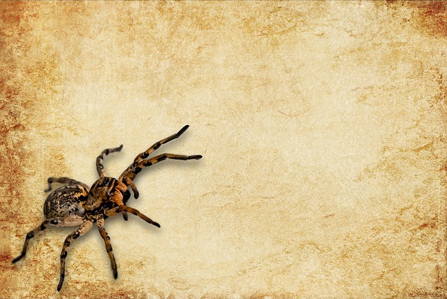 vintage, leaf, nature, paper, spider, tarantula