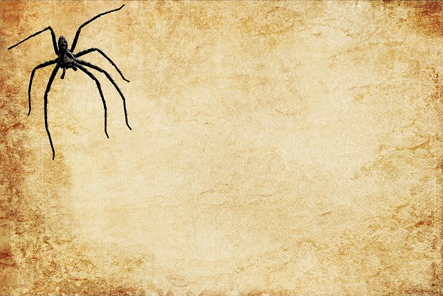 vintage, nature, leaf, paper, spider, tarantula
