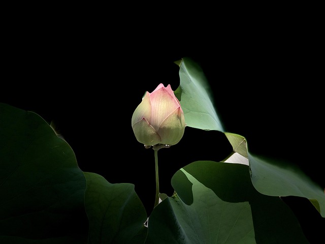 Free Pink Lotus Bright photo and picture
