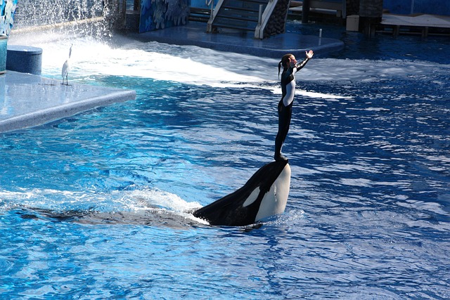 Orlando, Usa, Florida, Urlaub, Sea World