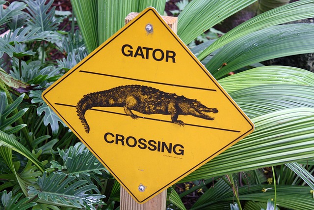 Usa, Orlando, Everglades, Florida