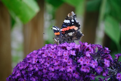 Schmetterling, Blume, Natur, Insekt