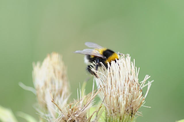 Humlebi, Bumblebee, Insekt, Blomst Tapet