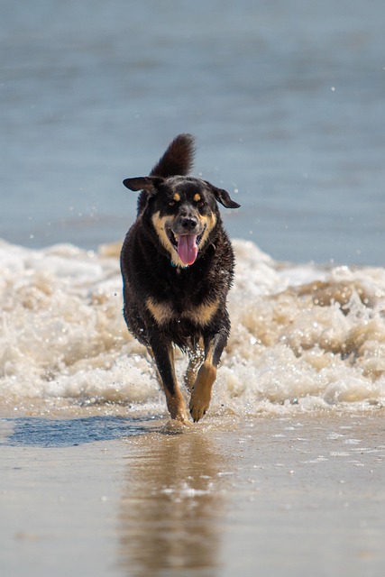 Hund, Strand, Glücklich, Sommer, Natur
