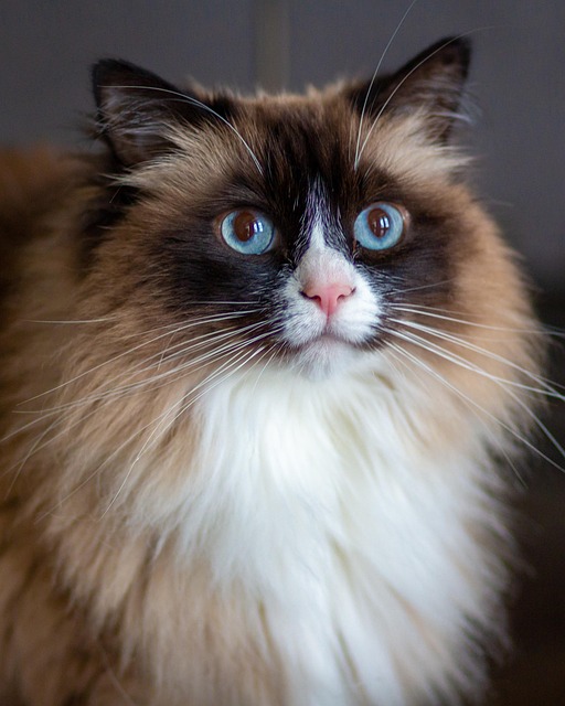 Katze, Blau, Haustier, Natur, Tier
