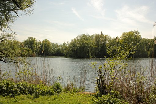 Floresta, Lago, Sol, Natureza