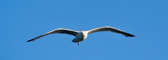 Free Bird Gull photo and picture