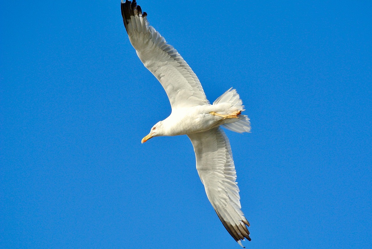 Burung Camar Alam - Foto gratis di Pixabay - Pixabay