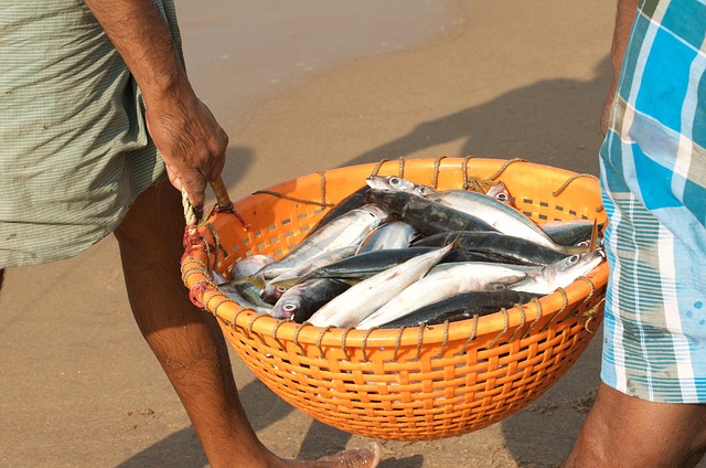 Fische, Fischer, Indien