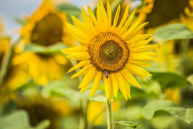 Sonne, Sonnenblume, Gelb, Biene, Sommer