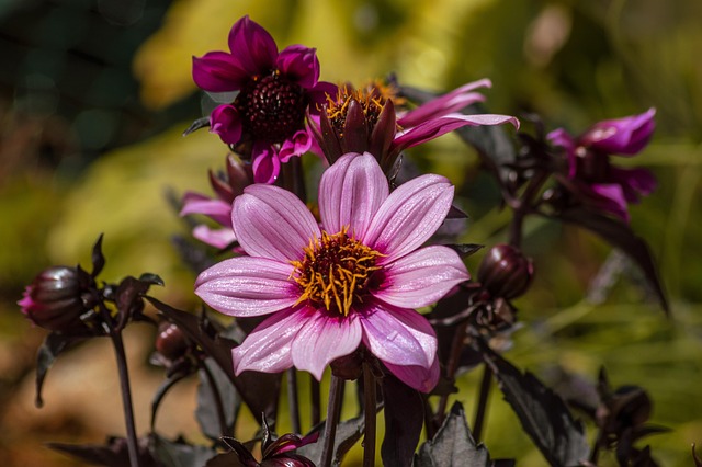 Lila, Blumentapete, Blume, Schöne Blumen