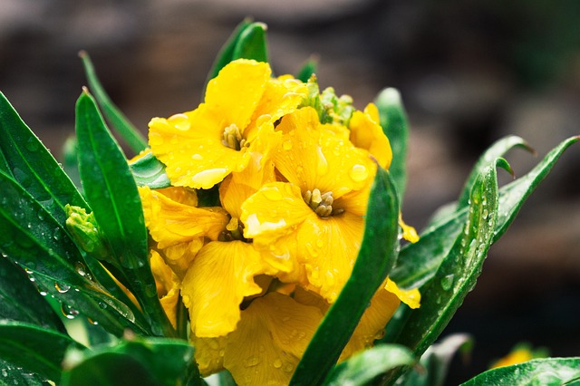 Gelb, Blume, Grün, Garten, Nass, Regen