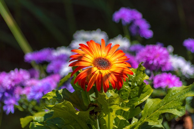 Orange, Blume, Blumentapete