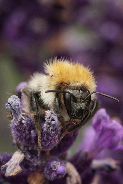 Free Bumblebee Wild Bee photo and picture
