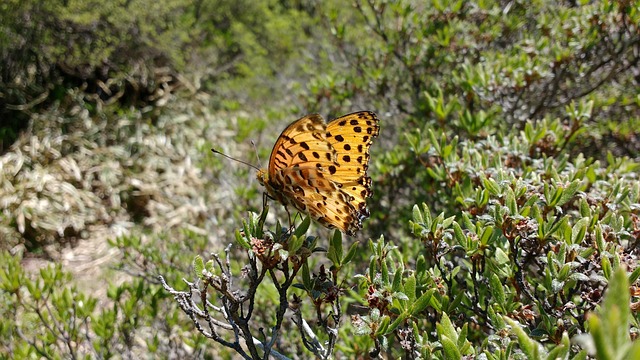 Free Japan Butterfly photo and picture