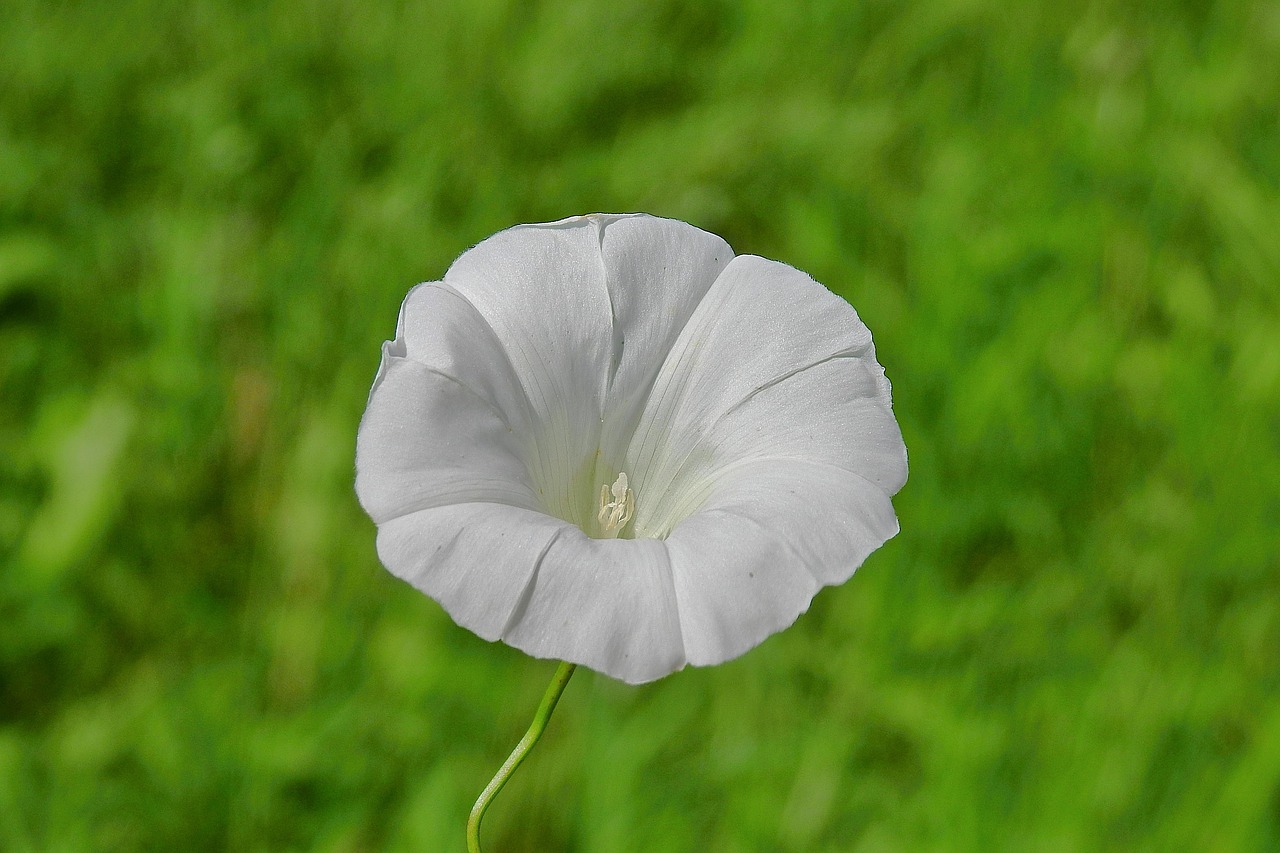 Sitemapcdatahttpsfoowindecoocom4 Images 1 Mot Fleur Blanchenull