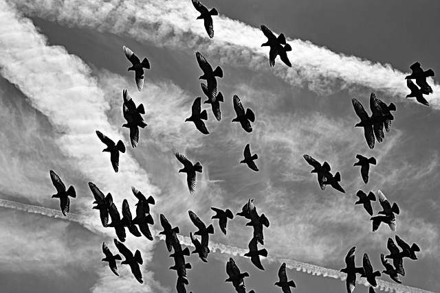 Free Pigeon Nature photo and picture