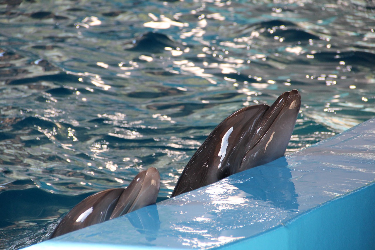 Dolphinarium Dolphins Dolphin Free photo on Pixabay Pixabay