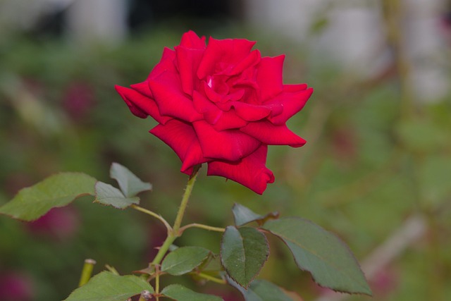 Rosa, Flor, Bloom, Naturaleza