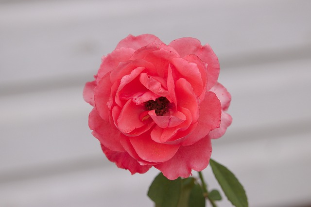 Rosa, Flor, Bloom, Naturaleza