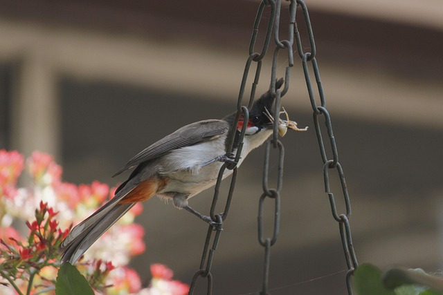 Free Birds Bird Photography photo and picture